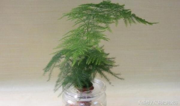 家居风水植物摆设|哪些植物可以招财呢？