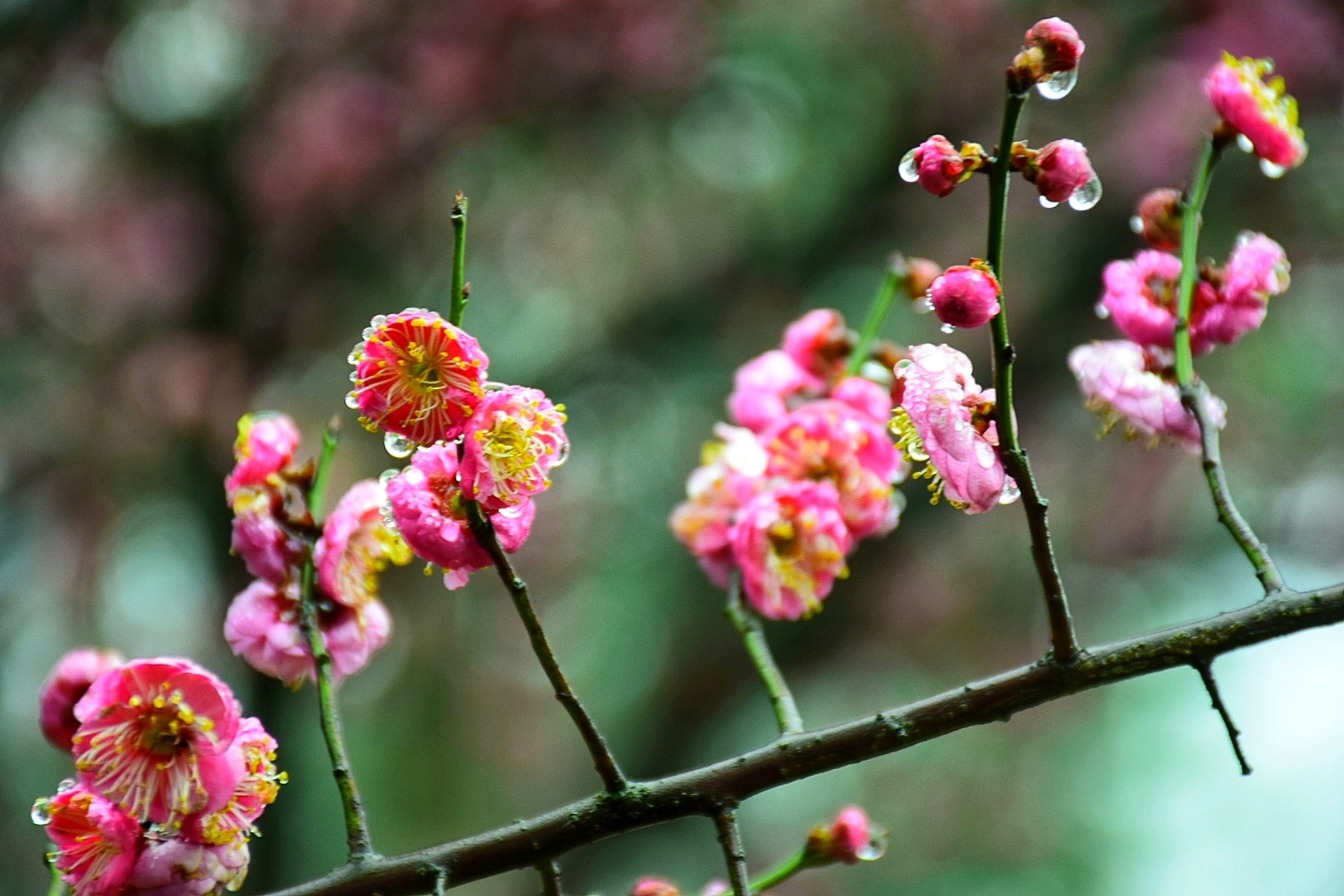 梅花易数一字测字占卜|梅花的名称如何确定？