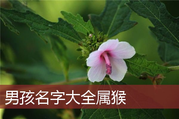 属猴取名宜用字|2016 年属猴宝宝名字列表