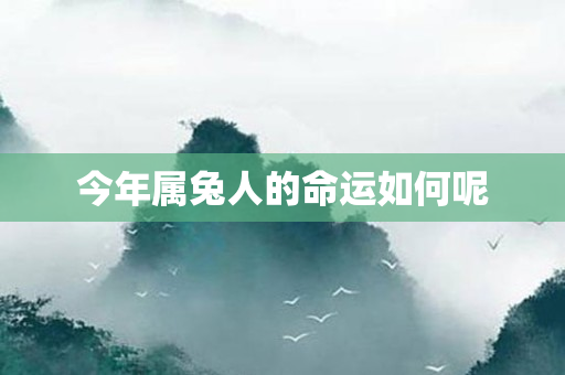 1975年属兔2024年运势|1975年属兔人2024年的运势