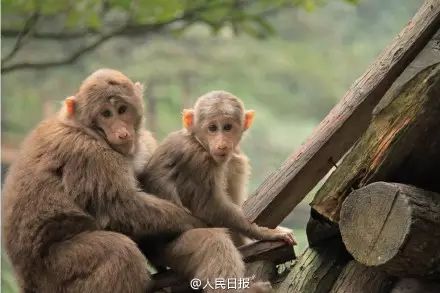 峨眉山属猴的免票细则|猴年出生的人有福啦！猴年免费游峨眉山！