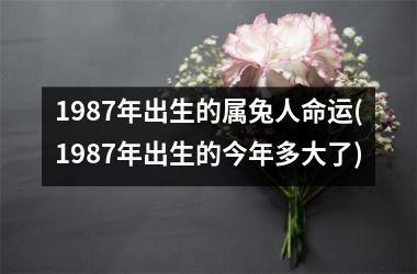 1987年属兔的命运如何|1987年出生的人命运如何？